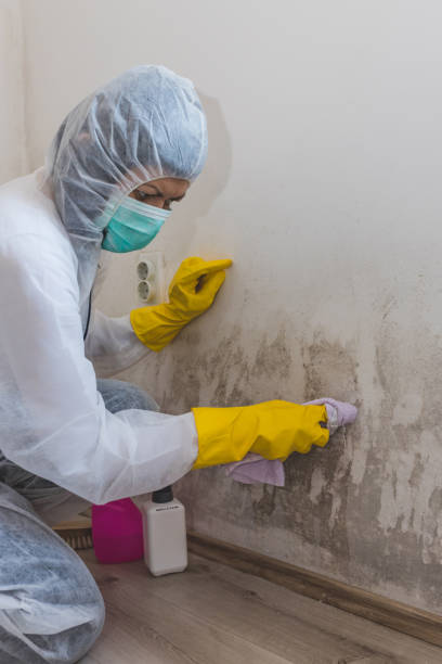 Best Mold Odor Removal Services  in Hayti, MO